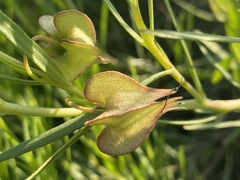 Trichodesma angustifolium