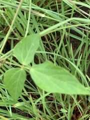 Vigna vexillata vexillata