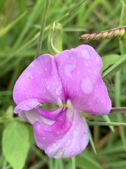 Vigna vexillata vexillata