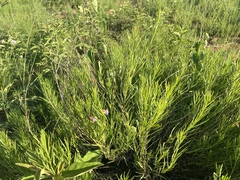 Trichodesma angustifolium