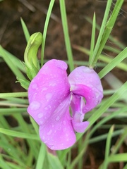 Vigna vexillata vexillata