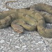 Serra Snake - Photo (c) Renan Martini, some rights reserved (CC BY-NC), uploaded by Renan Martini