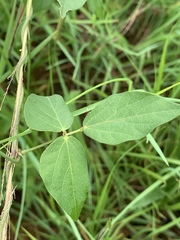 Vigna vexillata vexillata