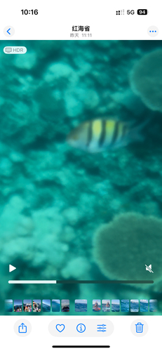 Abudefduf vaigiensis