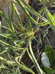 Crabbea angustifolia