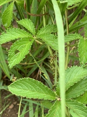 Cyphostemma simulans