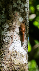 Lepidocolaptes souleyetii