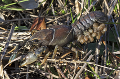 Procambarus steigmani