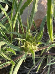 Crabbea angustifolia