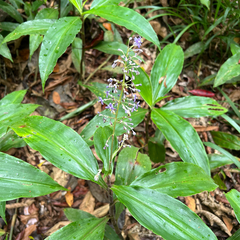 Pollia macrophylla, photograph (c) James K. Douch, some rights reserved (CC BY-SA)