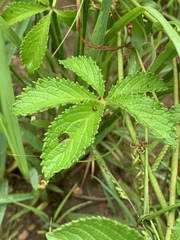 Cyphostemma simulans