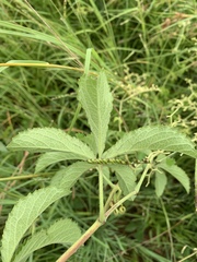 Cyphostemma simulans