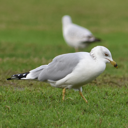 Ring-billed Gull photographed in Oregon