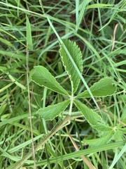 Cyphostemma simulans