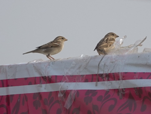 House Sparrow