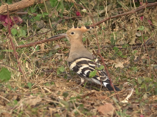 Common Hoopoe