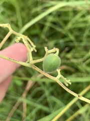 Cyphostemma simulans