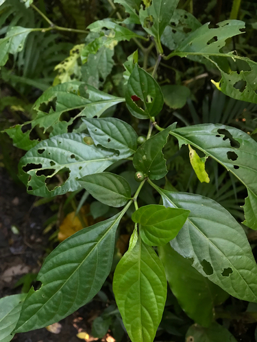 Lycianthes boninensis iNat (2)