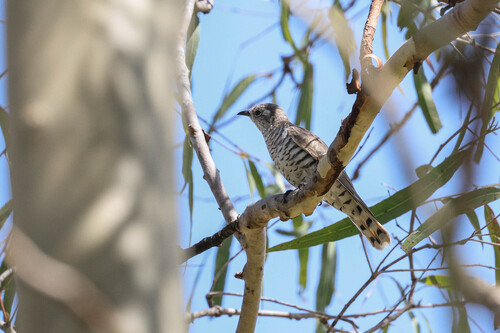 Little Bronze Cuckoo (Chalcites minutillus), photo 10