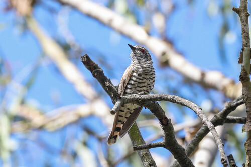 Little Bronze Cuckoo (Chalcites minutillus), photo 5