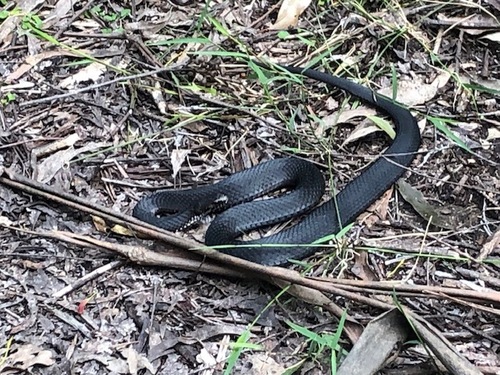 Highlands Copperhead sighting