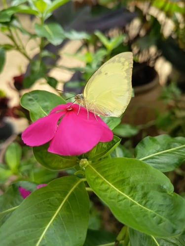 Lemon Migrant