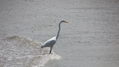 Ardea alba