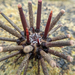 Slate Pencil Urchin - Photo (c) Chloe and Trevor Van Loon, some rights reserved (CC BY-NC)