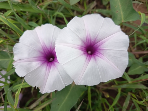 Water Morning Glory