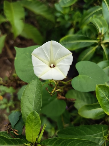 Obscure Morning Glory