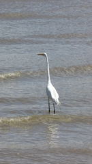 Ardea alba