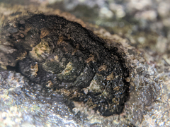 Acanthochitona