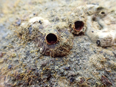 Vermetoidea