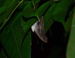 Eulaceura osteria