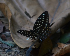 Lexias dirtea merguia