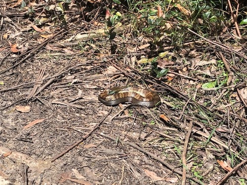 Tiger Snake sighting