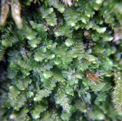 Meylan's Pouchwort (Calypogeia integristipula)