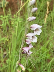 Gladiolus densiflorus