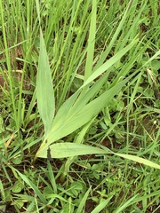 Gladiolus densiflorus
