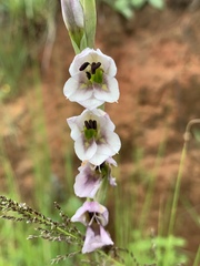 Gladiolus densiflorus