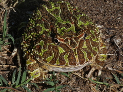 Ceratophrys ornata