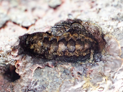 Acanthochitona hirudiniformis