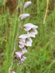 Gladiolus densiflorus