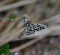 Ideopsis gaura