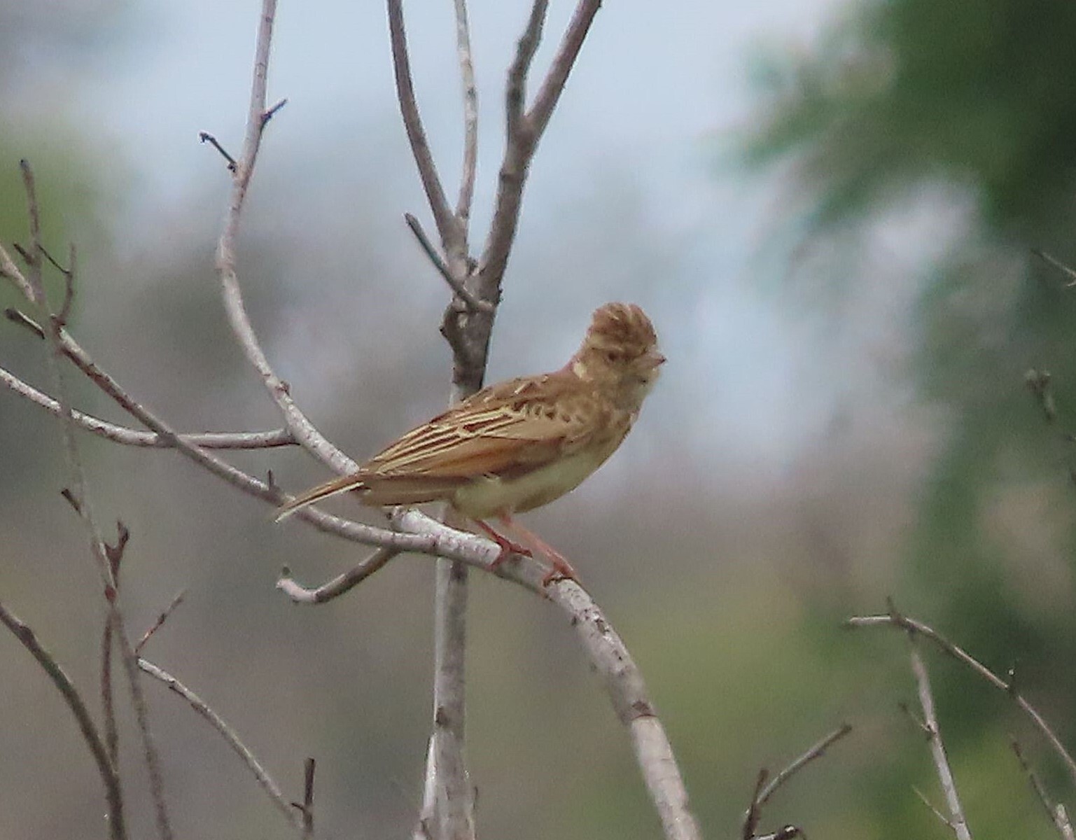 Monotonous Lark (Mirafra passerina), photo 3