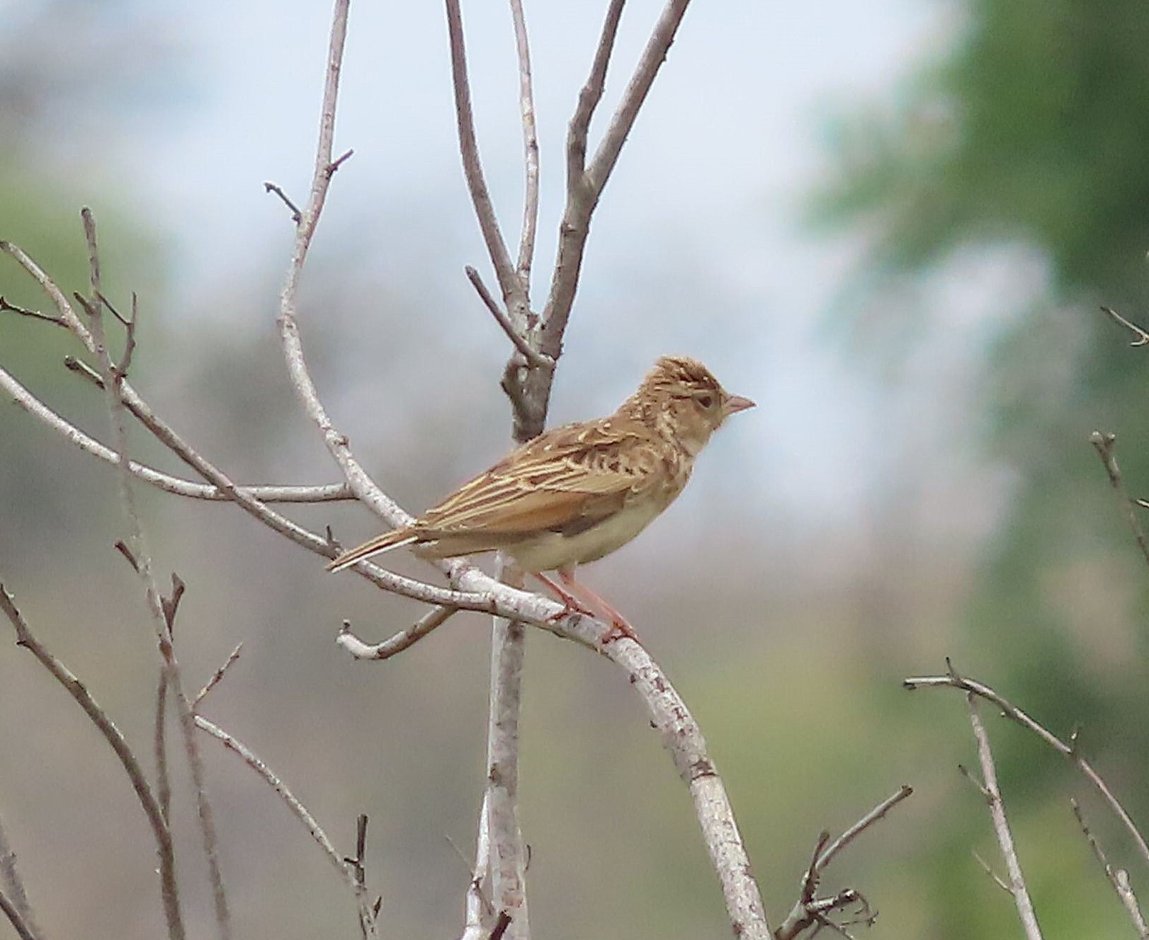 Monotonous Lark (Mirafra passerina), photo 2