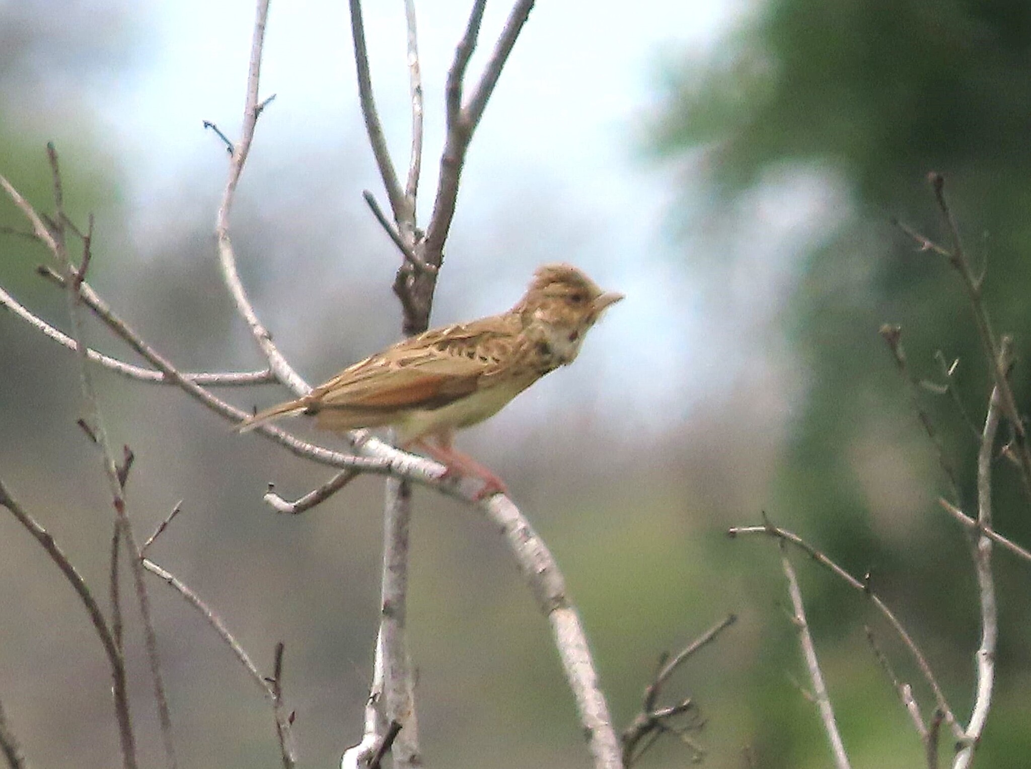 Monotonous Lark (Mirafra passerina), photo 4
