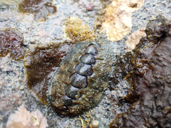 Acanthochitona hirudiniformis