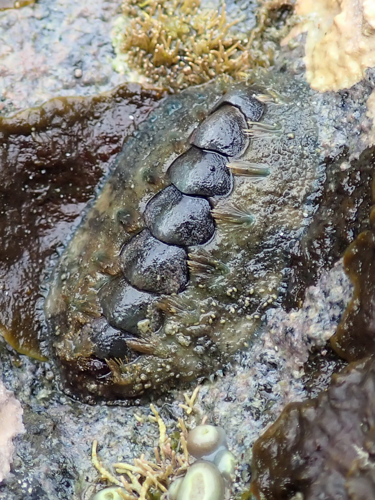 Acanthochitona hirudiniformis