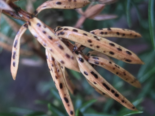 Lophodermium juniperinum, 2025-12-14